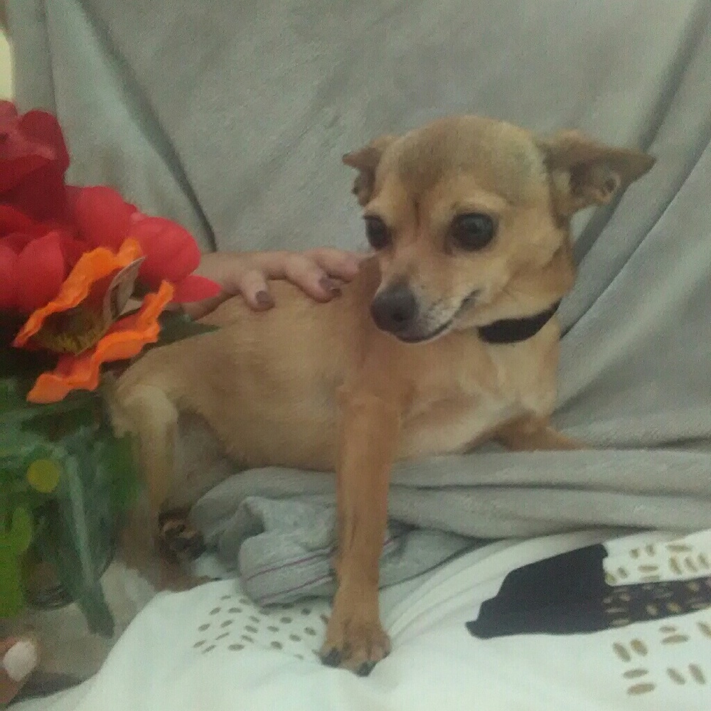 Meet your Posher, Elisenda